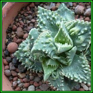 Faucaria tuberculosa Tiger Jaws- 10 Seed Pack - Indigeous South African Endemic Mesemb Succulent New