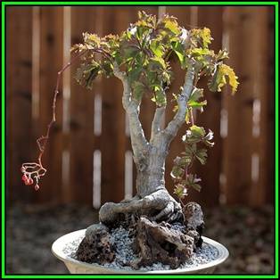 Cyphostemma cirrhosum Seeds - Indigenous Succulent Caudiciform Bonsai - NEW