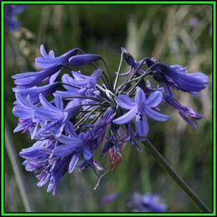 Agapanthus comptonii - 10 Seed Pack - South African Indigenous Perennial Bulb - New
