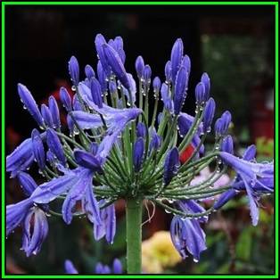 Agapanthus praecox Blue - 10 Seed Pack - South African Indigenous Perennial Bulb - New