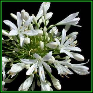 Agapanthus praecox ssp. orientalis Tall White Seeds - Indigenous Perennial Bulb - New