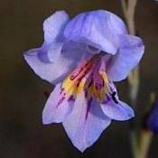Gladiolus martleyi Seeds - Endemic South African Indigenous Perennial Bulb - International Ship