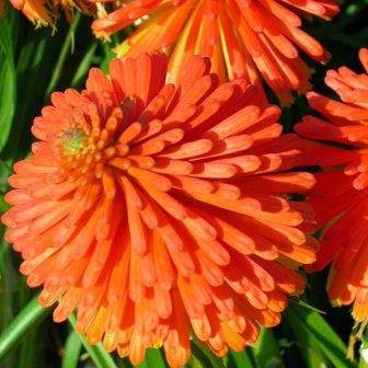 Kniphofia praecox Seeds - Indigenous South African Seeds - Bulb Seeds from Africa