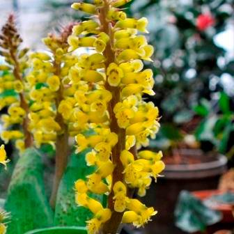 Lachenalia ventricosa Seeds - Indigenous South African Native Perennial Bulb Seeds