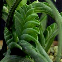 10 Lapeirousia pyramidalis ssp. pyramidalis Seeds - Indigenous South African Bulbs