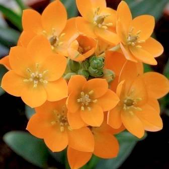 20 Ornithogalum dubium Seeds - Sow Autumn - Indigenous Bulbs Seeds