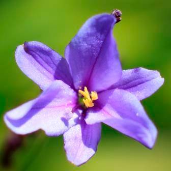 Aristea ensifolia Seeds - South African Indigenous Perennial Bulb - Flat Ship Rate