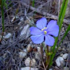 Aristea zeyheri Seeds - South African Indigenous Perennial Bulb - Flat Ship Rate