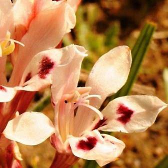 Babiana tubiflora Seeds - Indigenous South African Perennial Bulb Seeds for Sale in South Africa