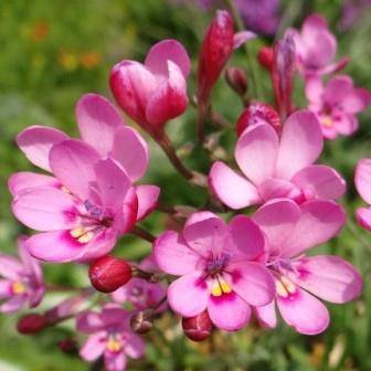 3 Freesia verrucosa Seeds - Indigenous South African Endemic Perennial Bulb Seeds from Africa