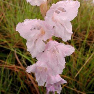 Gladiolus ferrugineus Seeds - Indigenous South African Native Perennial Bulb Seeds from Africa