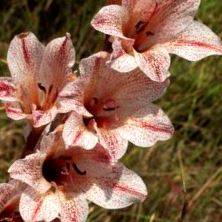 5 Gladiolus hollandii Seeds - Indigenous South African Native Perennial Bulb Seeds from Africa