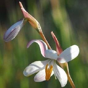 10 Hesperantha bachmannii Seeds - Indigenous South African Endemic Perennial Bulb Seeds From Africa