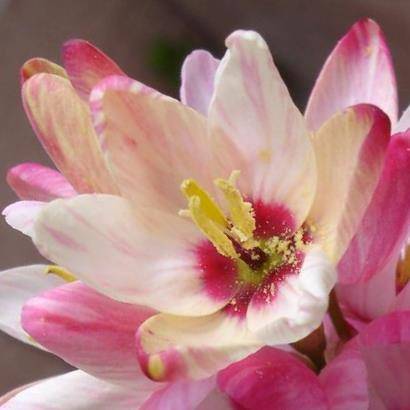 Ixia orientalis Seeds - Indigenous South African Endemic Perennial Bulb Seeds From Africa
