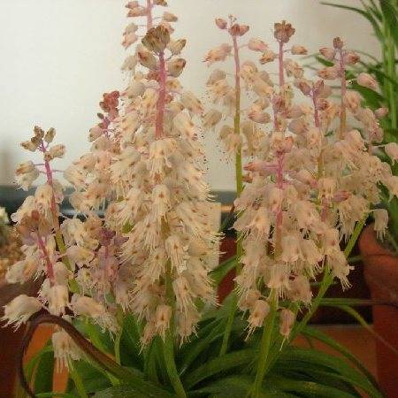 Lachenalia latimerae Seeds - South African Endemic Perennial Bulb - Insured Flat Ship Rate