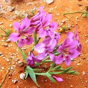 Lapeirousia barklyi Seeds - Indigenous South African Endemic Perennial Bulb Seeds from Africa