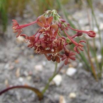 5 Codonorhiza micrantha Seeds - Indigenous South African Endemic Perennial Bulb Seeds from Africa