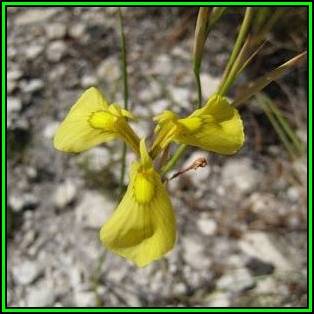 Moraea cooperi Seeds - Rare South African Endemic Perennial Bulb - Flat Ship Rate - New