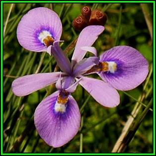 Moraea elliottii Seeds - Indigenous South African Perennial Bulb - Flat Ship Rate - New