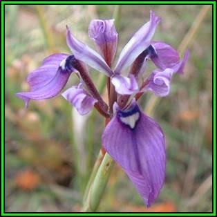 Moraea incurva - 10 Seed Pack - Rare Indigenous Endemic Perennial Bulb - Flat Ship Rate - New