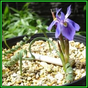 Moraea pritzeliana Seeds - Indigenous Endemic Perennial Bulb - Insured Flat Ship Rate - New