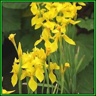 Moraea spathulata Seeds - Indigenous South African Perennial Bulb -Insured Flat Ship Rate- New