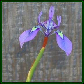 Moraea tripetala 10 Seed Pack- Indigenous Endemic Perennial Bulb -Insured Flat Ship Rate- New