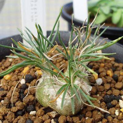 Ornithogalum juncifolium Seeds - Indigenous South African Perennial Bulb - Flat Ship Rate - New