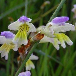 10 Sparaxis villosa Seeds - Indigenous South African Endemic Perennial Bulb - Flat Ship Rate