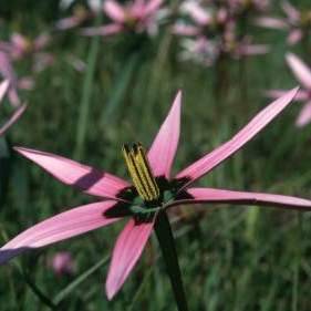 Spiloxene capensis Seeds - Indigenous South African Perennial Bulb - Insured Flat Ship Rate