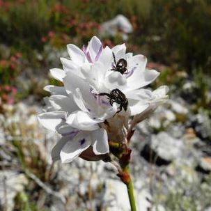 10 Thereianthus ixioides Seeds - Rare Indigenous South African Endemic Perennial Bulb