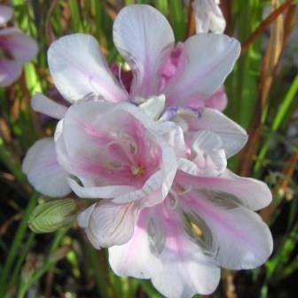 5 Tritonia squalida Seeds Indigenous South African Endemic Perennial Bulb - Insured Flat Ship Rate