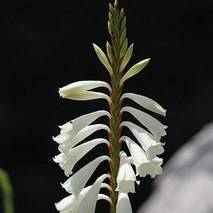 5 Watsonia watsonioides Seeds - Indigenous South African Perennial Bulb Seeds from Africa
