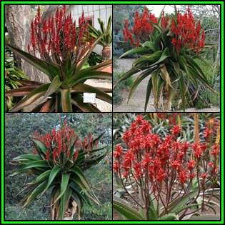 Aloe vaombe - Malagasy Tree Aloe - 10 Seed Pack - Exotic Succulent - Worldwide Shipping, NEW