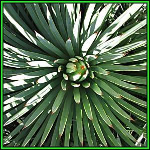 Agave striata Seeds - Exotic Succulent - Flat Ship Rate - NEW