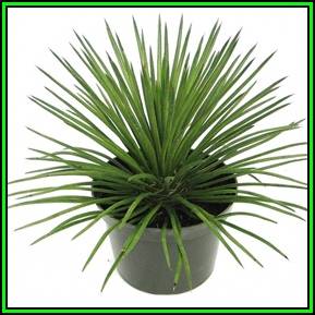 Agave geminiflora - 10 Seed Pack - Exotic Succulent - Worldwide Shipping, NEW