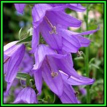 Adenophora liliifolia - Lilyleaf Ladybells Seeds - Exotic Perennial -Global Shipping- New
