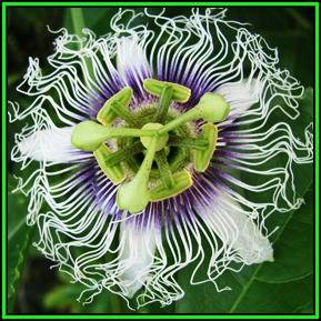 Passiflora edulis - Granadilla Seeds - Edible Fruit - Exotic Perennial Vine - New