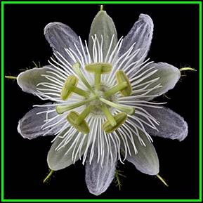 Passiflora subpeltata - 3 Seed Pack - Edible Fruit - Exotic Perennial Vine - New