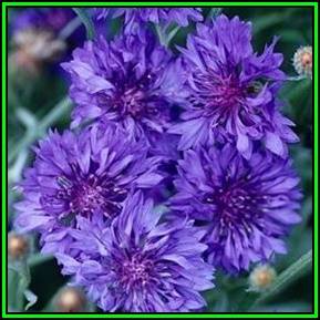 Jubilee Gem Dwarf Cornflower Seeds - Centaurea cyanus - Annual Seeds - Sow Spring