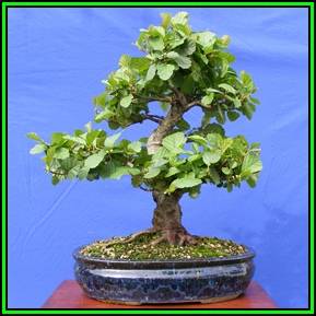 Alnus glutinosa - Black Alder Seeds + FREE Bonsai eBook - Exotic - NEW