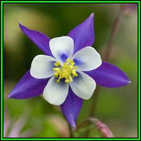 Aquilegia caerulea - Colorado Blue Columbine Seeds - Exotic Perennial Cut Flowers - New