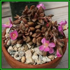 Anacampseros lubbersii Seeds - Indigenous Succulent - Worldwide Shipping, NEW