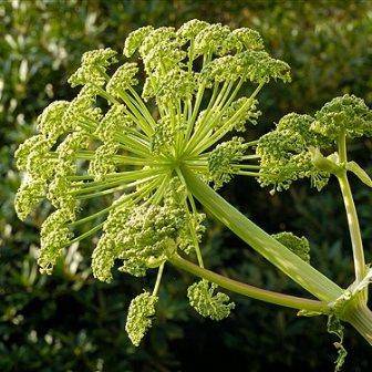 50 Garden Angelica, Wild Celery - Angelica archangelica Seeds - Perennial Edible Herb Seeds