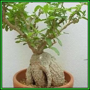 Fockea edulis Seeds - Indigenous Caudiciform South African Endemic Succulents - NEW