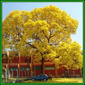 Tabebuia chrysotricha - Golden Trumpet Tree - 5 Seed Pack - Exotic Tree - Flat Ship Rate - NEW