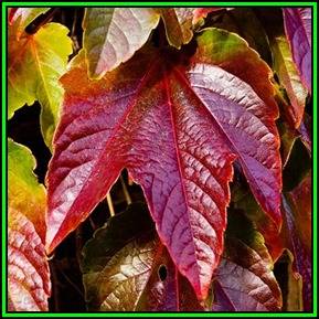 Parthenocissus tricuspidata var. Veitchii - 10 Seed Pack - Exotic Climber -Combined Shipping- New