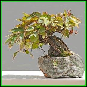 Parthenocissus tricuspidata var. Veitchii - 10 Seed Pack - Bonsai Climber -Combined Shipping- New