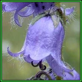 Campanula barbata - Bearded Bellflower Seeds - Exotic Perennial -Combined Shipping- New