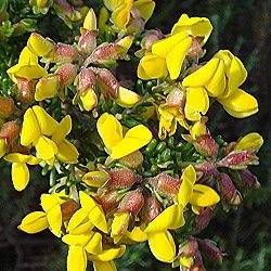 5 Aspalathus capensis Seeds - Indigenous South African Endemic Perennial Shrub - Flat Ship Rate
